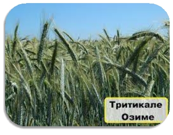 Насіння Тритикале озимого купити в Україні на 2022 ᐈ Тритикале посівне |  Агроэксперт-Трейд
